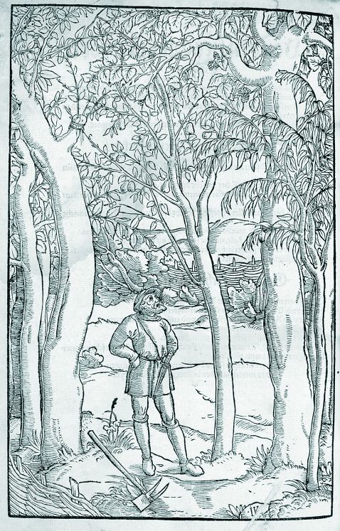 Dioscorides - In Dioscori Dis Historiam Herbarum. 1543.