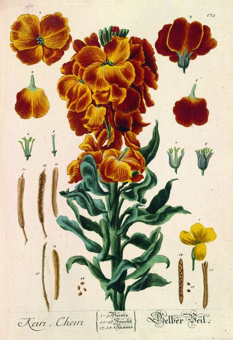 Elisabeth Blackwell - Herbarium. 6 Bde. 1750ff.