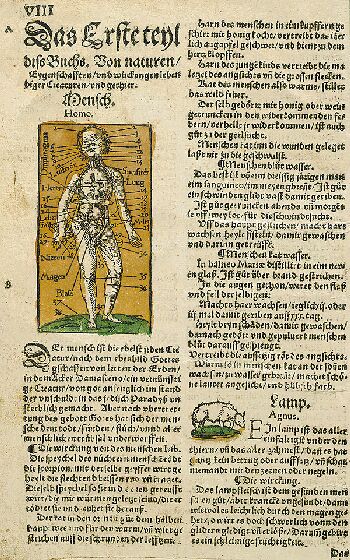   - Kreuterbuch, 1536.