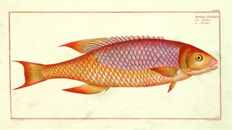 Bloch, M. E. - Fische (kolor. Stiche).