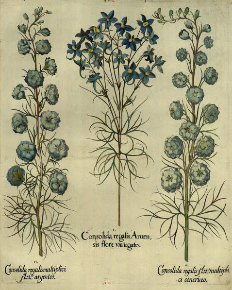 Basilius Besler - Consolida regalis Aruensis flore variegato/Hellblau panaschierter Feldrittersporn.