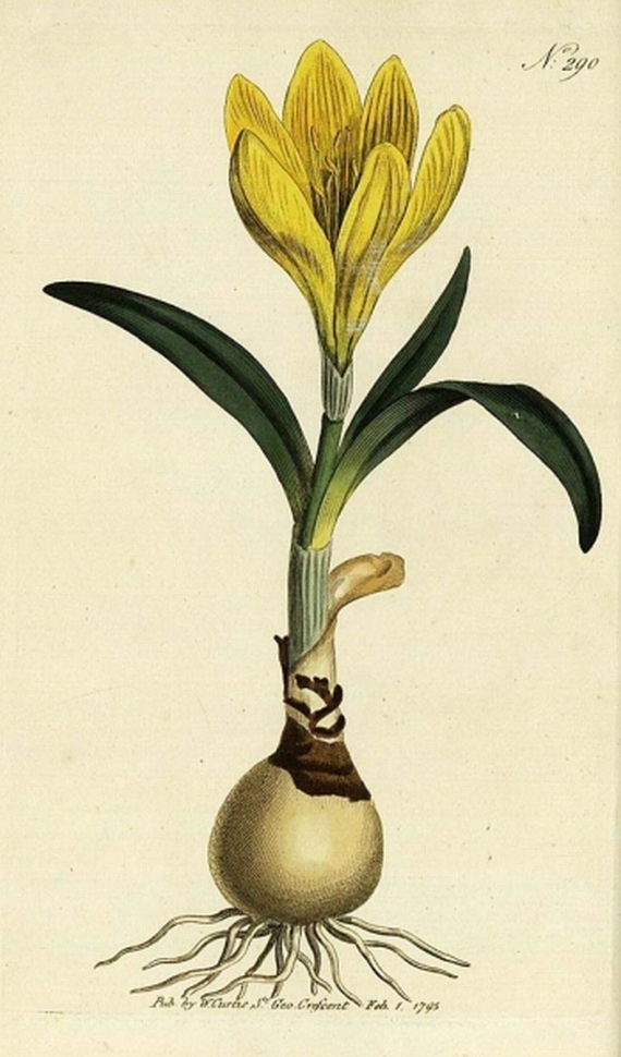 William Curtis - Botanical magazine. 2 Bde. + Tafelband. 1795