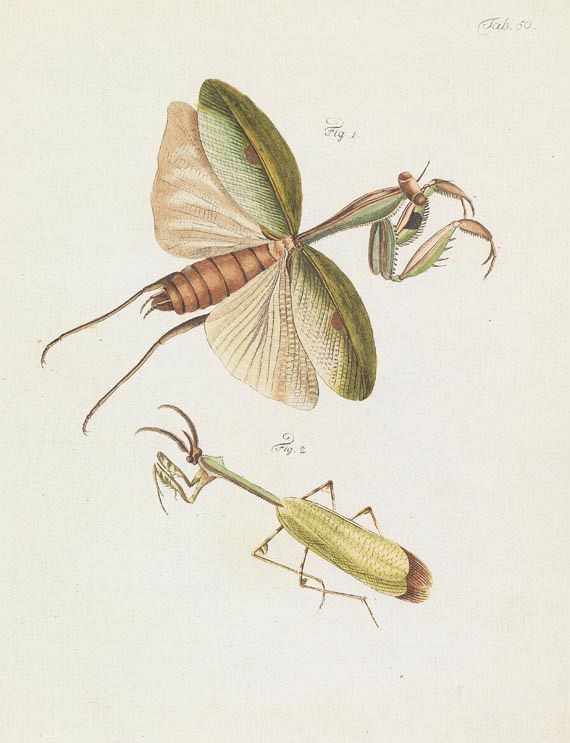 Jean Gaspar Fuessly - Archives de l`histoire des insectes. 1794