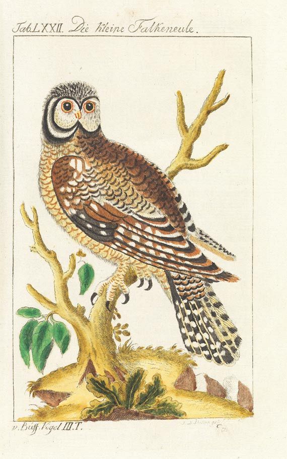 Georges Louis Leclerc comte de Buffon - Naturgeschichte. 34 Teile in 31 Bdn., 1772-1808. - Weitere Abbildung