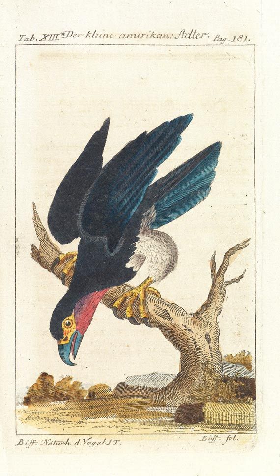 Georges Louis Leclerc comte de Buffon - Naturgeschichte. 34 Teile in 31 Bdn., 1772-1808.