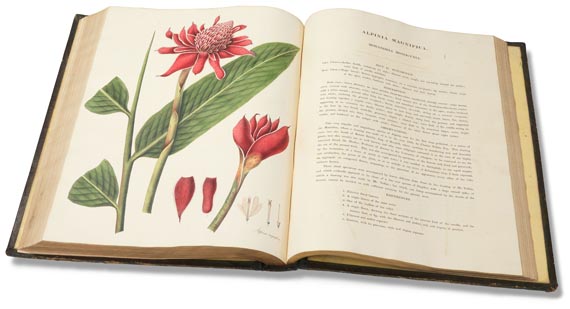 William Roscoe - Monandrian Plants, 1828. - Weitere Abbildung