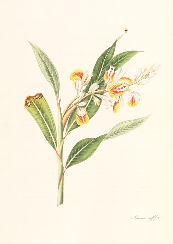 William Roscoe - Monandrian Plants, 1828.