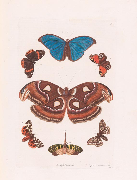 Georg Wolfgang Knorr - Naturalien Cabinet 2 Bde. 1766 - Weitere Abbildung