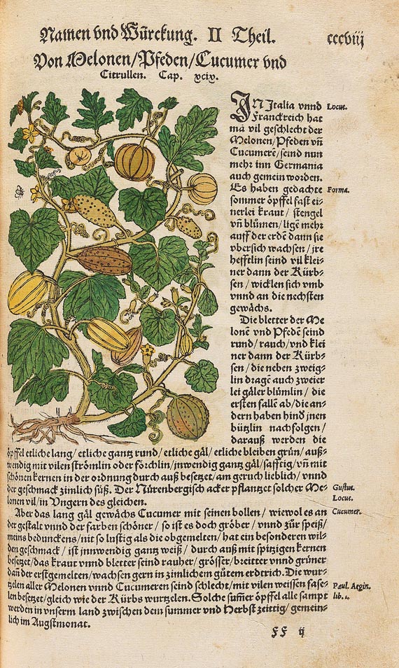 Hieronymus Bock - Kräuter Buch, 1630 - Weitere Abbildung