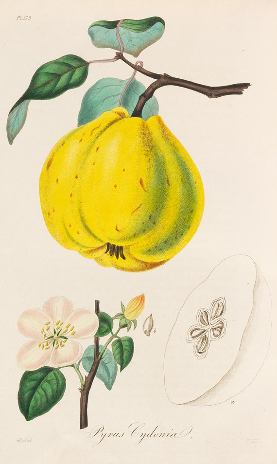 John Lloyd Stephens - Medical Botany, 1853, 4 Bde. - Weitere Abbildung
