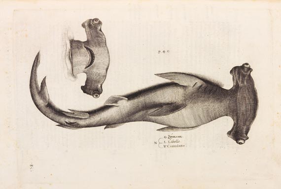 Ippolito Salviani - Aquatilium animalium (1554) - Weitere Abbildung