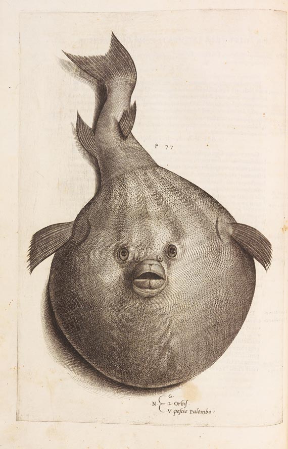 Ippolito Salviani - Aquatilium animalium (1554) - Weitere Abbildung