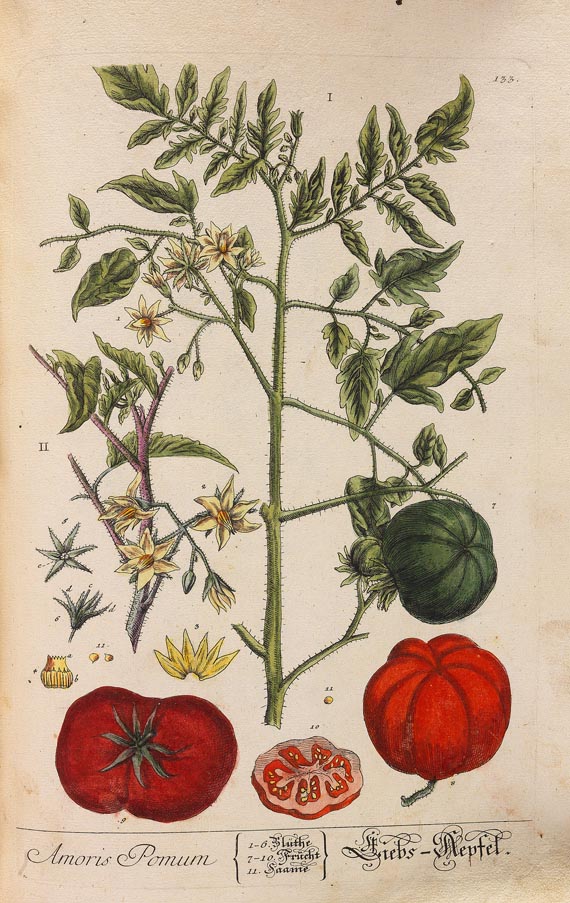 Elisabeth Blackwell - Kräuterbuch (1750-1765) - Weitere Abbildung