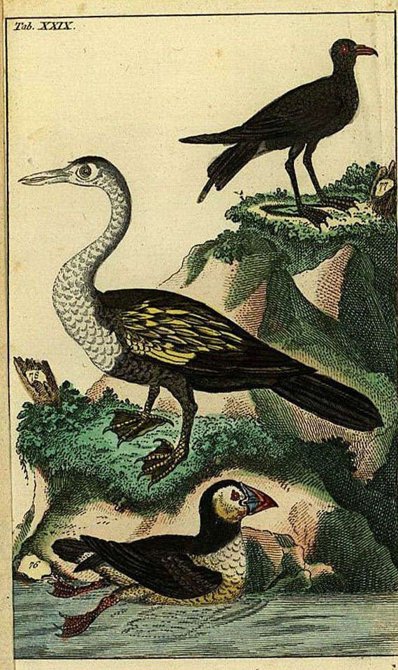 Gottlieb Tobias Wilhelm - Naturgeschichte der Vögel. Tl. 1. 1795.