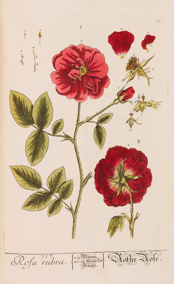   - Herbarium Blackwellianum. 6 Bde. 1750 - Weitere Abbildung