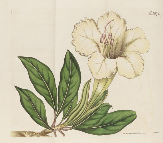 William Curtis - The botanical magazine, 1790-1838. Zus. 66 in 45 Bdn.