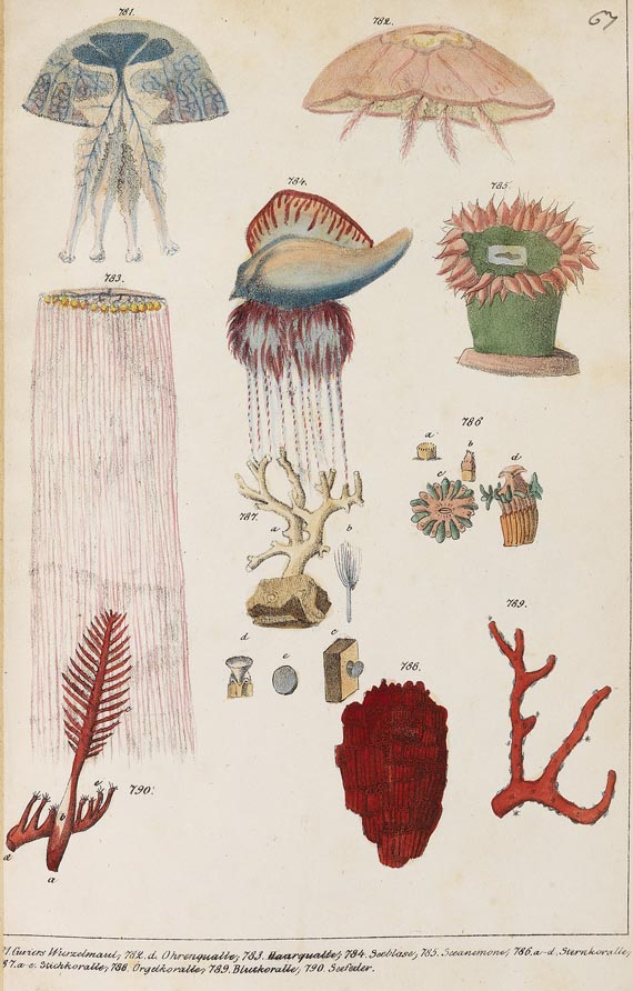 Naturgeschichte in getreuen Abbildungen - Die Naturgeschichte. 1831-1842. 6 Bde.