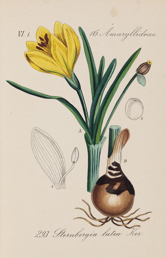 Diedrich Franz Leonhard von Schlechtendal - Flora von Deuschland. 1880-1808. 30 Bde. und Register