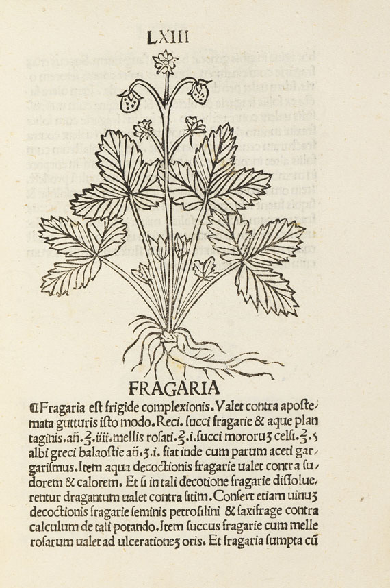 Herbarius latinus - Herbarium. 1491   17(11)