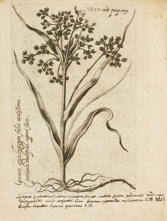 J. Loesel - Florae campana. 1719