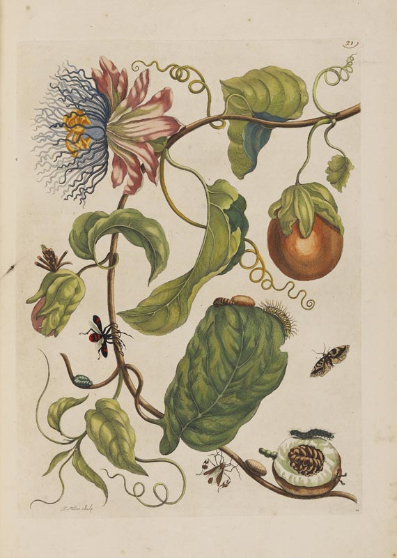 Maria Sibylla Merian - Surinaamsche Insecten. Amsterdam 1730. - Weitere Abbildung