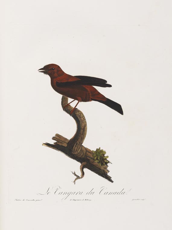 Anselme-Gaetan Desmarest - Histoire naturelle des Tangaras, des Manakins et des Todiers. 1805-07. - Weitere Abbildung