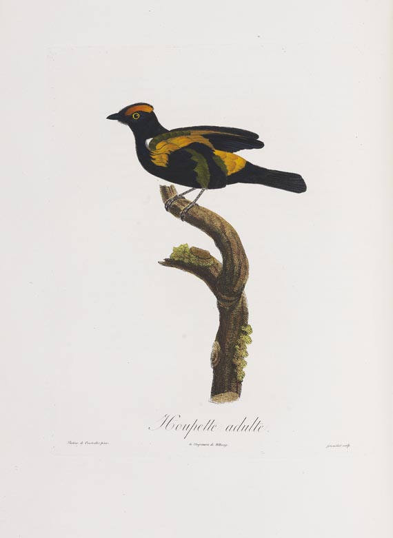 Anselme-Gaetan Desmarest - Histoire naturelle des Tangaras, des Manakins et des Todiers. 1805-07.