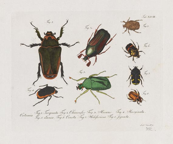 Carl Gustav Jablonsky - Natursystem. Die Käfer. 10 Hefte mit 195 Tafeln. 1785-1806. - Weitere Abbildung