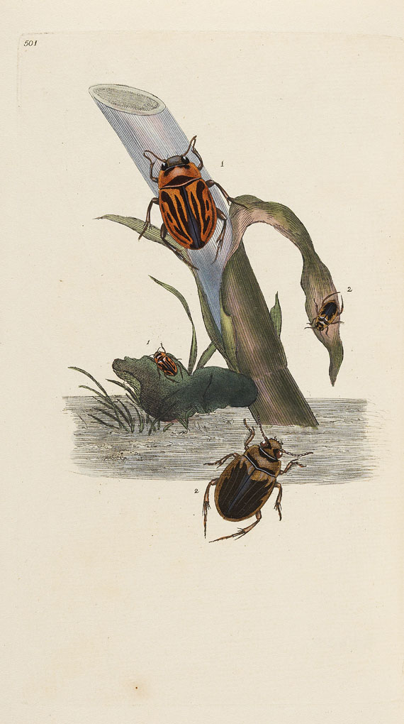 E. Donovan - Natural history of british insects. 8 Bde. 1794-1813. - Weitere Abbildung