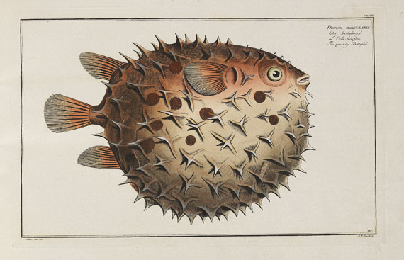 Marcus Elieser Bloch - Oecon. Naturgeschichte der Fische/d. ausländ. Fische. 5 Text- u. 4 Tafelbde. Zus. 9 Bde. 1782-87.