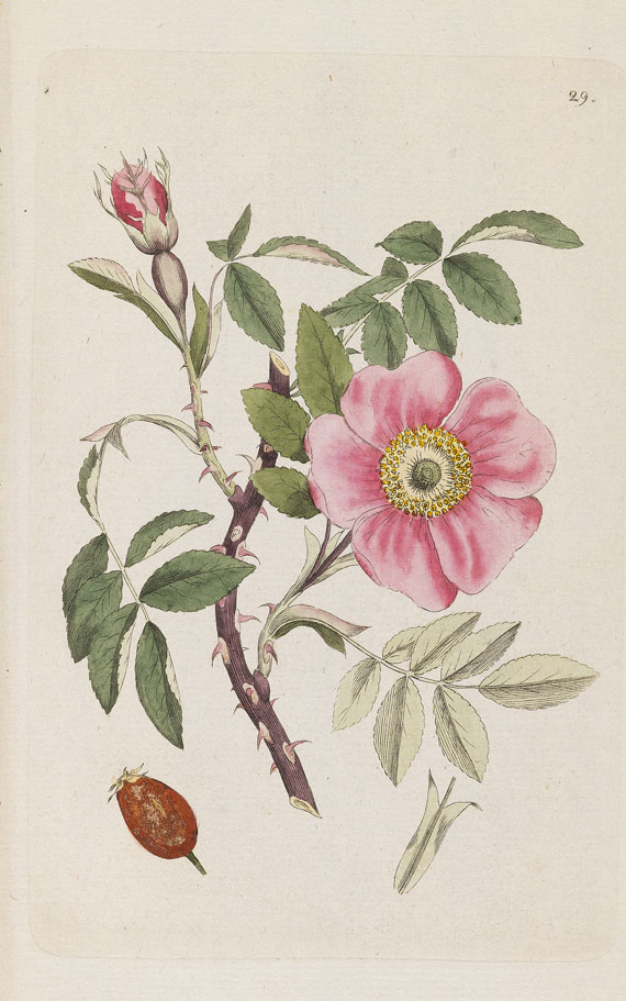 Johann Wilhelm Palmstruch - Svensk Botanik. 10 Bde. + 1 Heft 1802