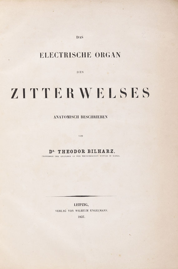 Theodor Bilharz - Das electrische Organ des Zitterwelses. 1857. - Weitere Abbildung