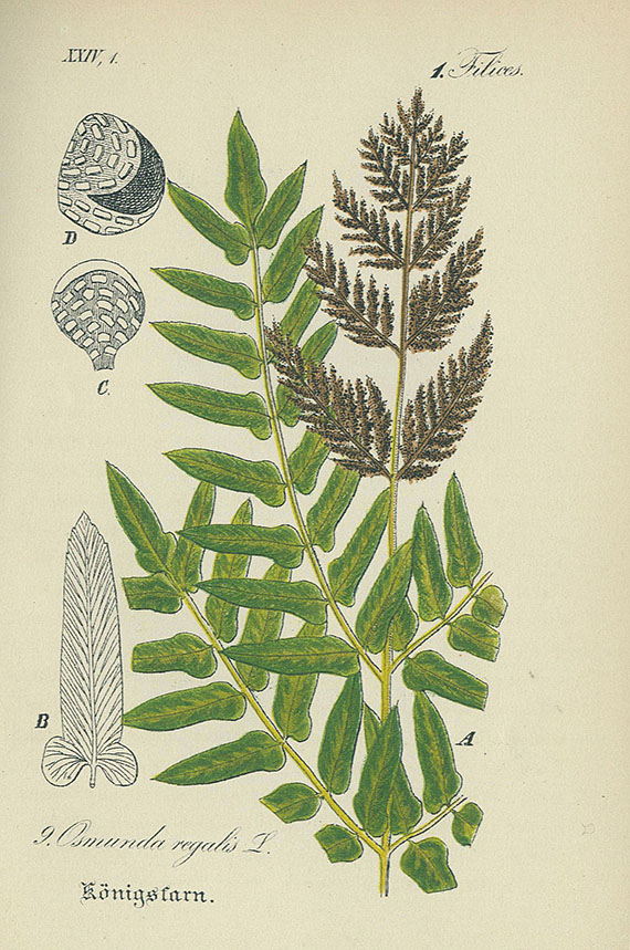 Diedrich Franz Leonhard von Schlechtendal - Flora von Deutschland, 32 Bde.,  1880- 1887.