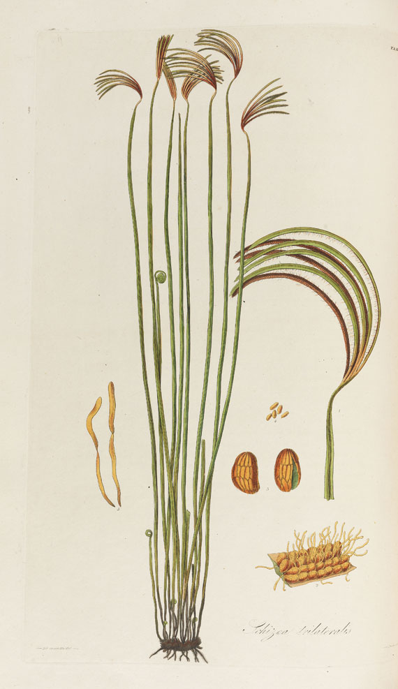 William Jackson Hooker - History of Ferns. 2 Bde. 1831 - Weitere Abbildung