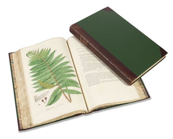 William Jackson Hooker - History of Ferns. 2 Bde. 1831 - Weitere Abbildung