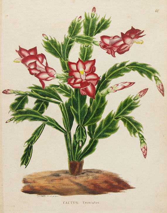 Johann Ernst Christian Walter - Flora. 1843