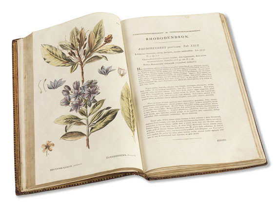 Peter Simon Pallas - Flora Rossica. 1784-88. - Weitere Abbildung