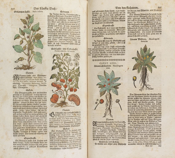 Theodor Zwinger - Theatrum botanicum. 1696. - Weitere Abbildung