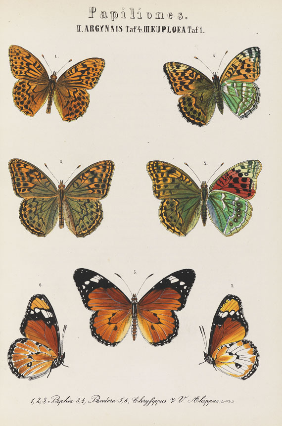 Sigmund von Praun - Europäische Schmetterlinge. 1858-74. 3 Bde.