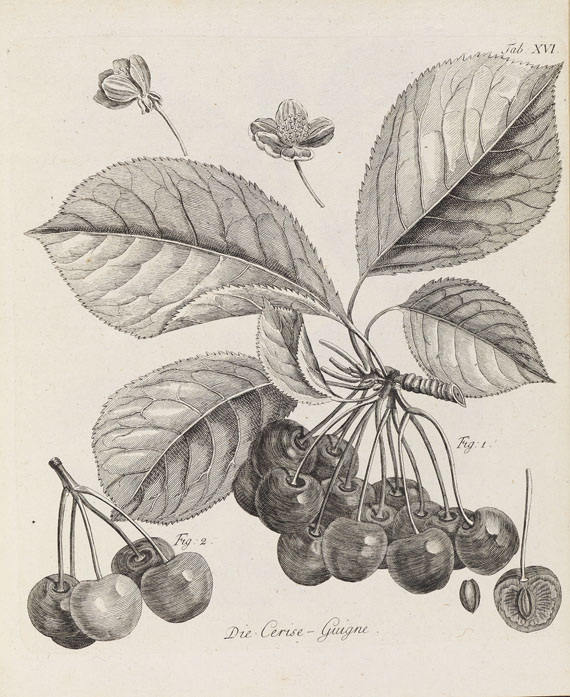 Henri Louis Duhamel du Monceau - Abhandlung von den Obstbäumen. 1775-83. 3 Bde.