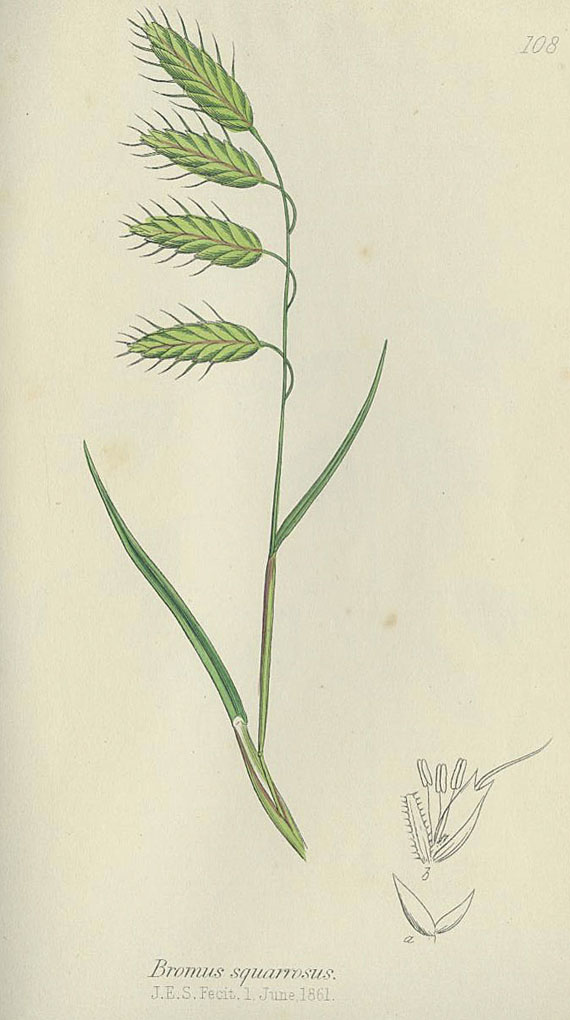 Charles Johnson - The grasses of Great Britain. 1861.
