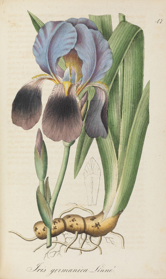 Albert Dietrich - Flora regni borussici. 1833-39. 7 Bde.