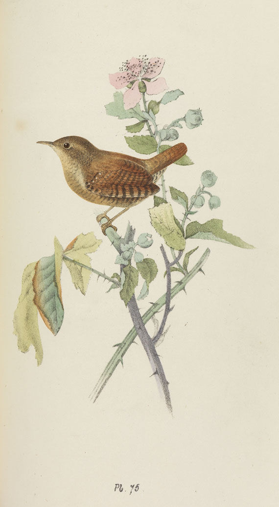 Henry L. Meyer - British birds. 1857. 7 Bde.