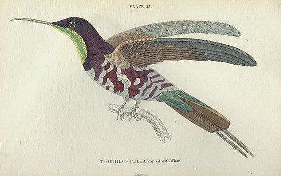 William Jardine - Humming-birds.1833. 3 Bde.