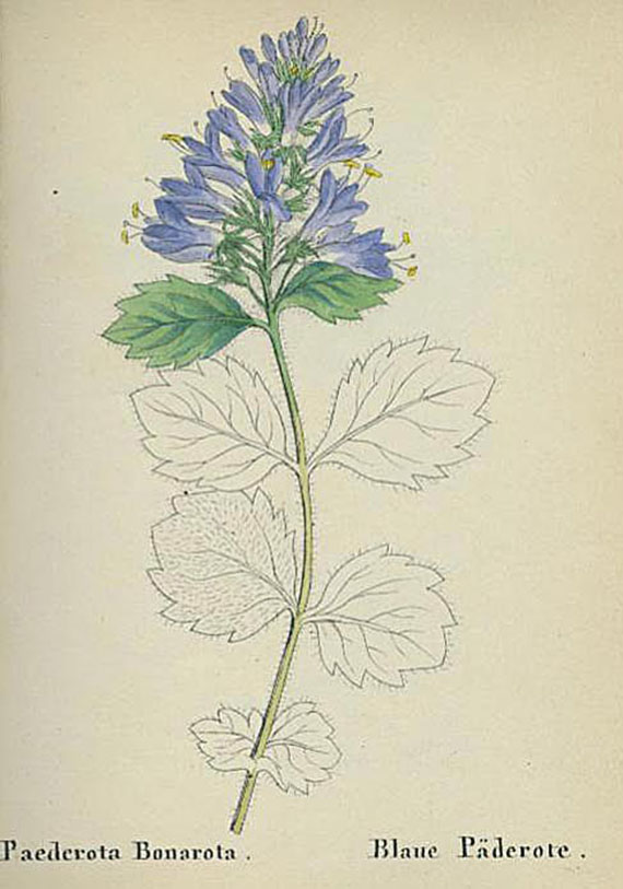 Johann Carl Weber - Alpen-Pflanzen. 5 Bde. 1846f. - Dabei: Flora von Deutschland.