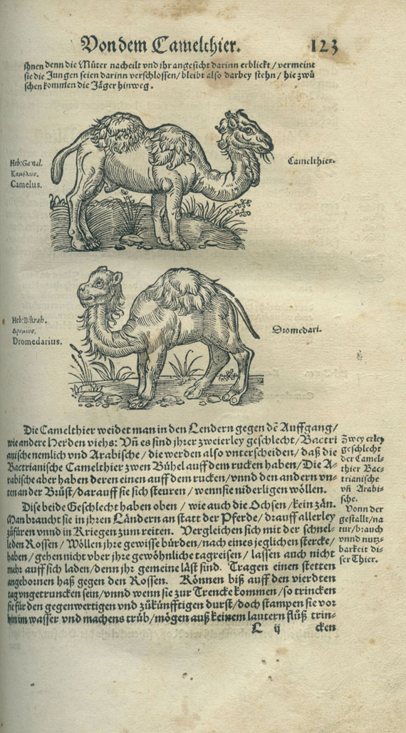 Caecilius Plinius Secundus - Bücher und Schrifften von der Natur. 1565
