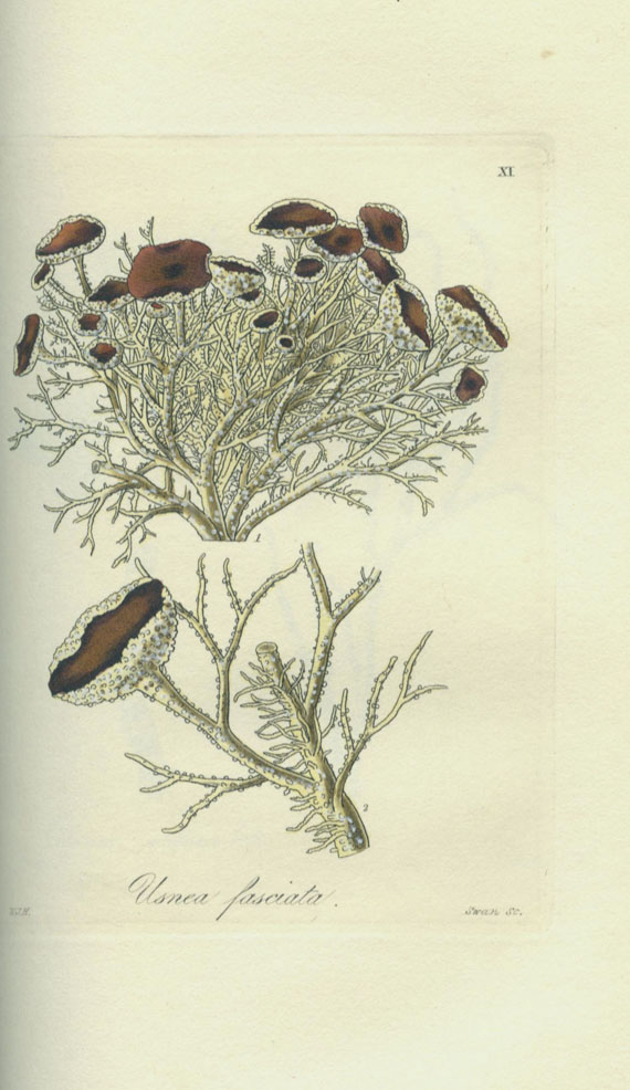 William Jackson Hooker - Botanical Miscellany. 3 Bde. 1830