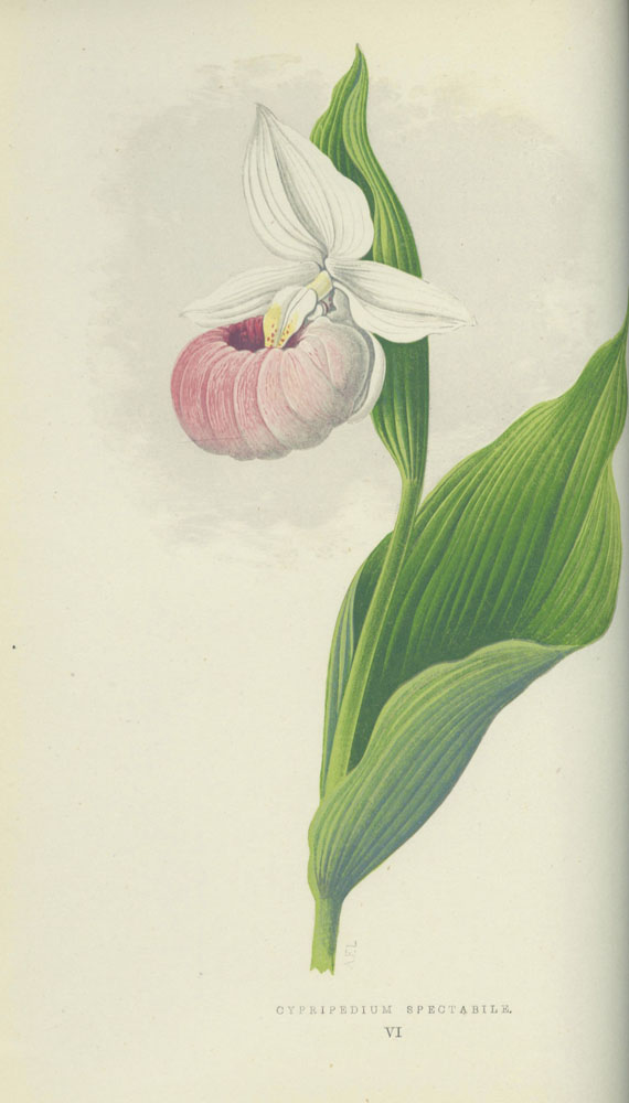 Wooster, D. - Alpine Plants. 1874