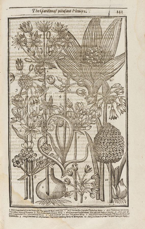 John Parkinson - Paradisi in Sole. 1629 - Weitere Abbildung