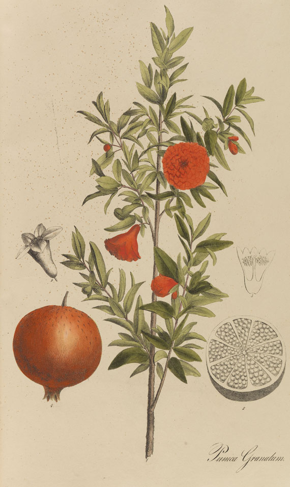Theodor F. L. Nees von Esenbeck - Sammlung Offizineller Pflanzen. 2 Bde. 1828